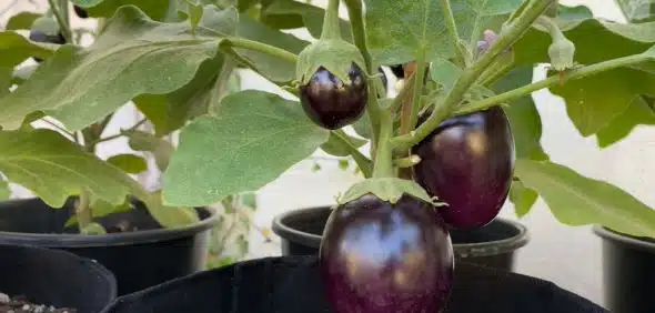 how to grow black beauty eggplant harvest