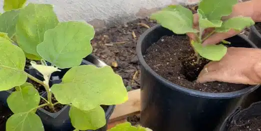 how to grow black beauty eggplant planting