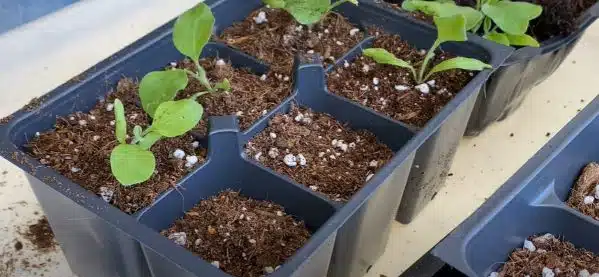 how to grow black beauty eggplant transplant