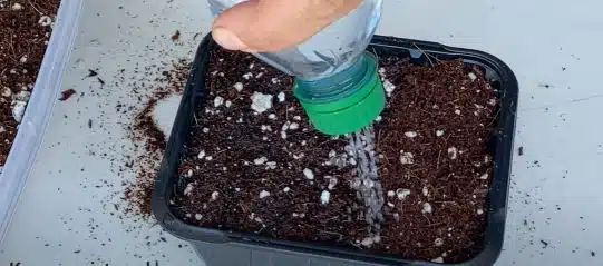 how to grow black beauty eggplant watering