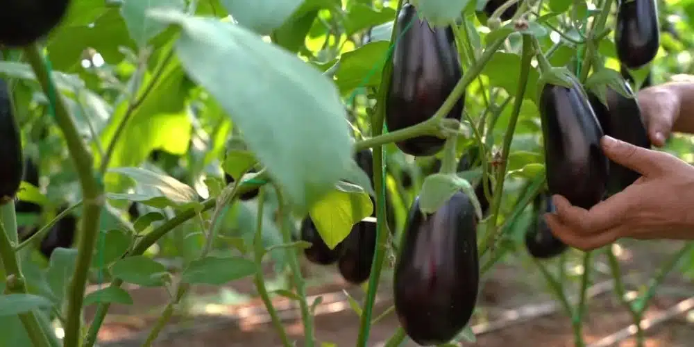 how to grow black beauty eggplant