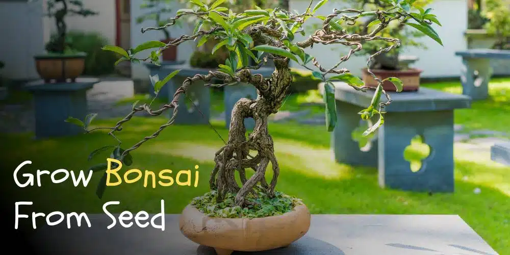 how to grow bonsai from seed