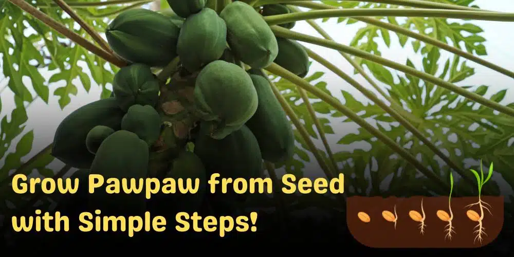 how to grow pawpaw from seed