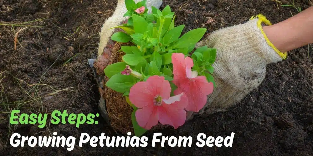 how to grow petunias from seed