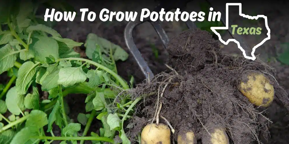 how to grow potatoes in texas