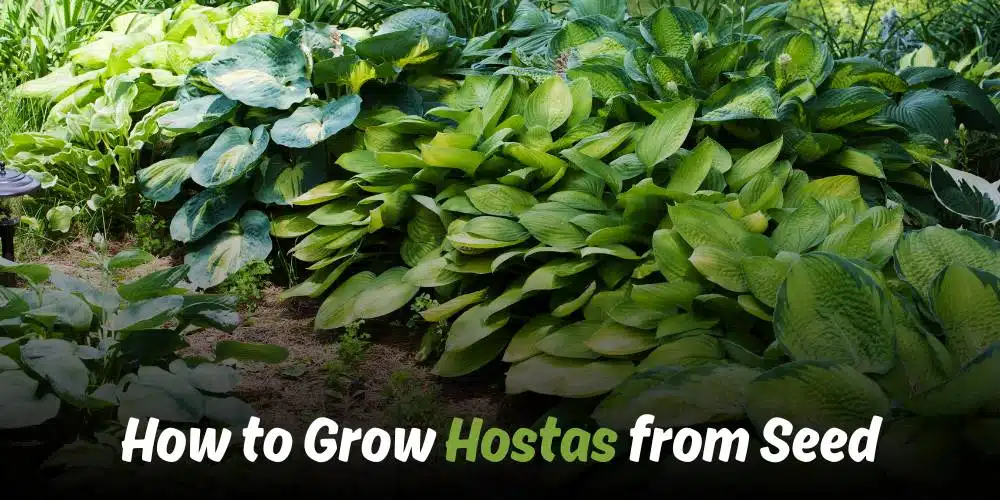 how to grow hostas from seed